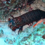 maldives009
