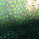 maldives015