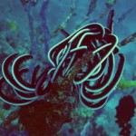 maldives019