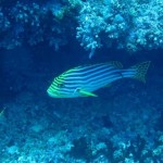 maldives029