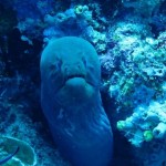 maldives040