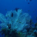 maldives041