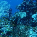 maldives042