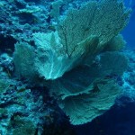 maldives046
