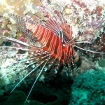 maldives049