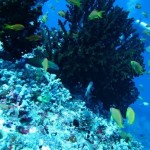 maldives053