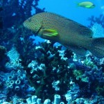 maldives060
