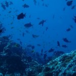 maldives061