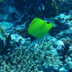 maldives062