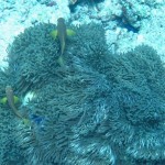 maldives079