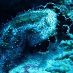 maldives087