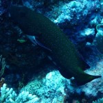 maldives091