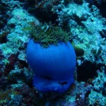 maldives093