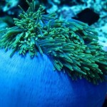 maldives095