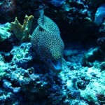 maldives096
