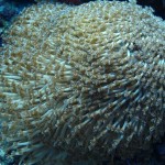 maldives102
