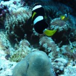 maldives104