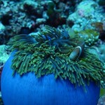 maldives106