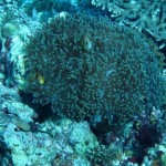 maldives107