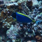 maldives110