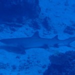 maldives116