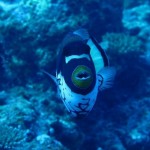 maldives119