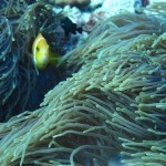 maldives132