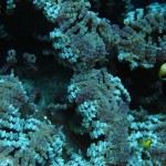 maldives134