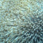 maldives135